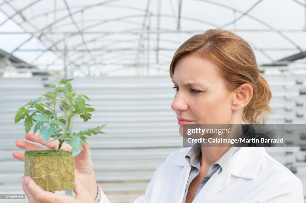 Botanist examining plant in greenhouse