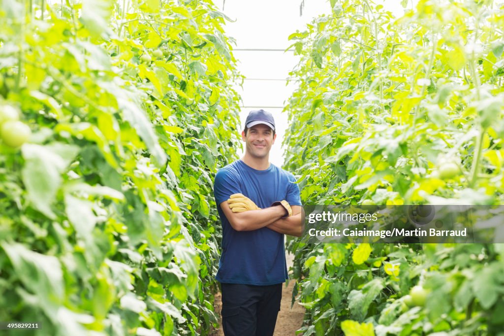 Ritratto di lavoratore fiducioso tra le piante di pomodoro in serra