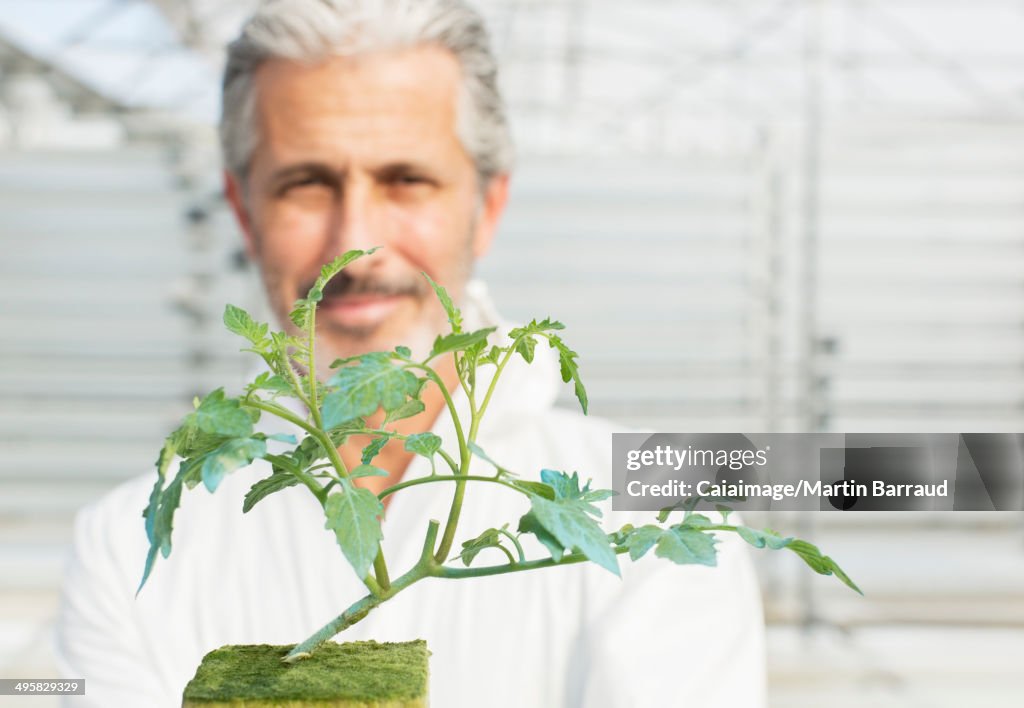 Retrato de un botánico confiado sosteniendo una planta de tomate en invernadero