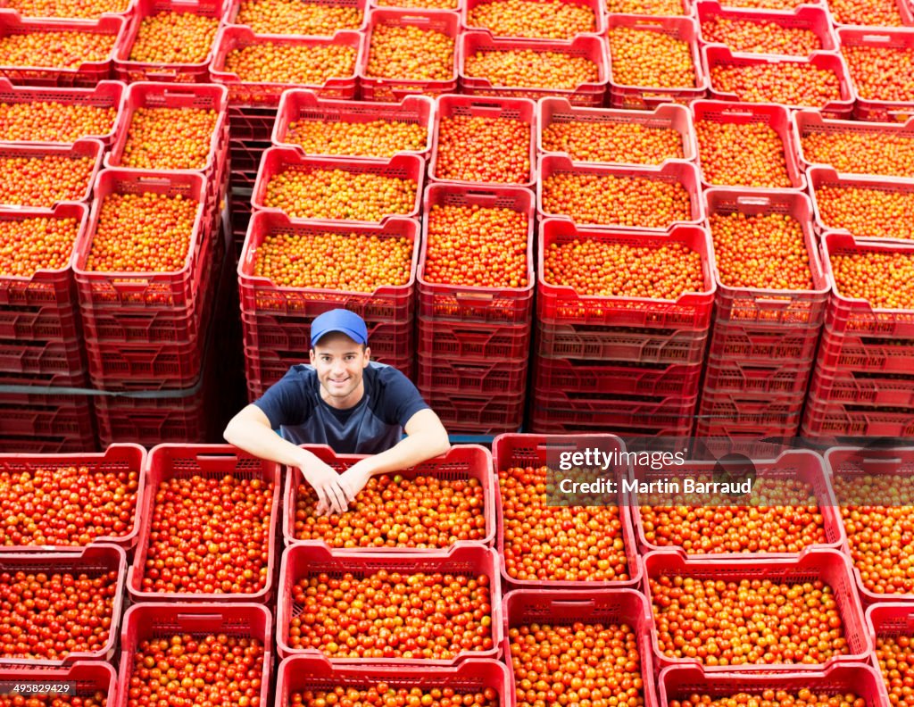 Porträt eines Arbeiters, der zwischen Tomatenkisten steht