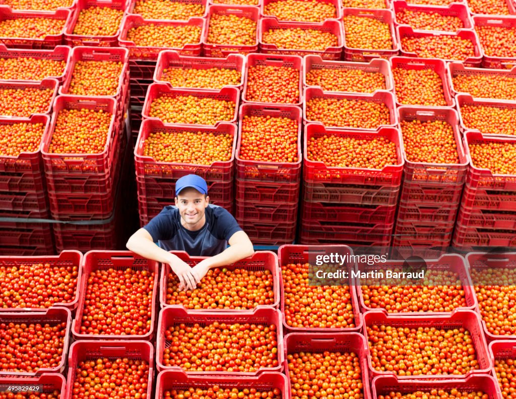 Retrato do trabalhador em pé entre caixas de tomate