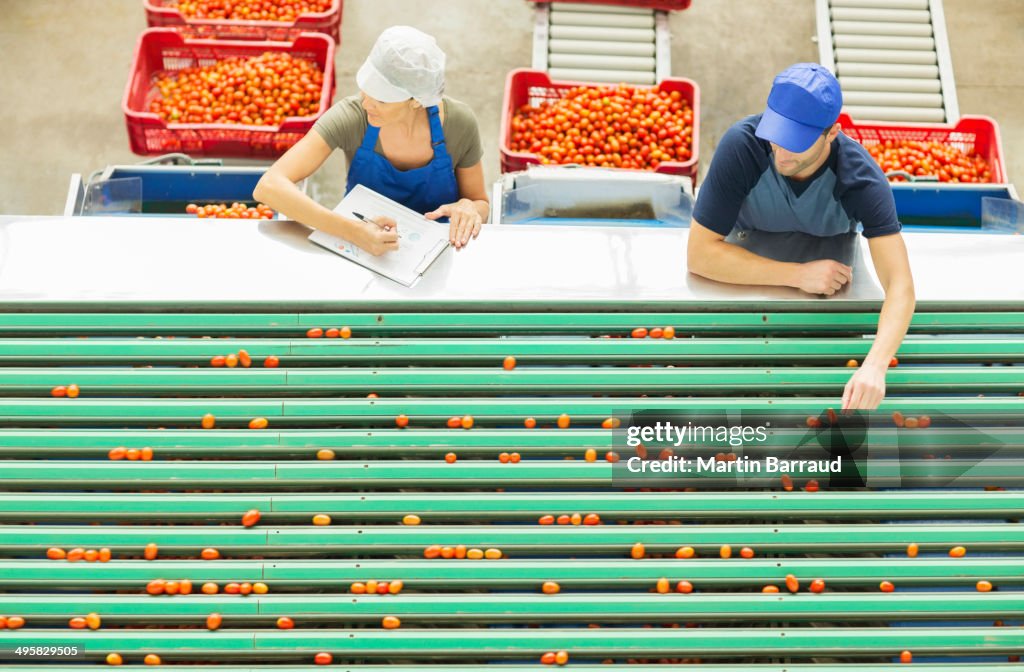 Travailleurs examinant des tomates sur bande transporteuse dans une usine de transformation des aliments