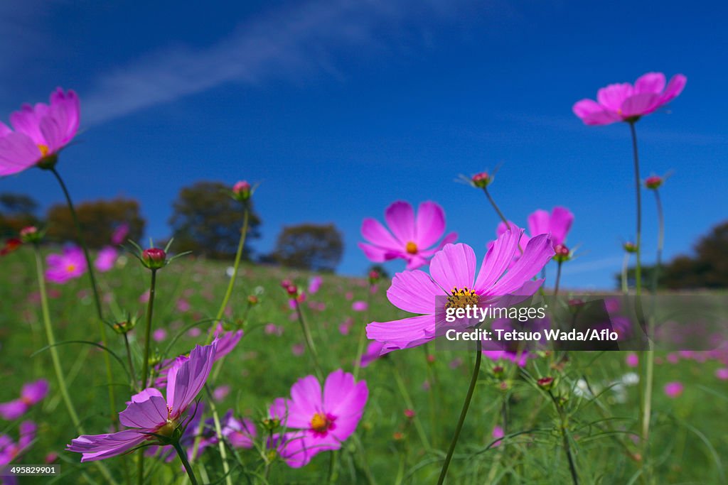 Cosmos and sky, Japan