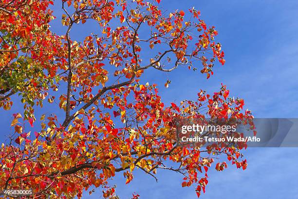 trees and sky, japan - chinese tallow tree stock pictures, royalty-free photos & images