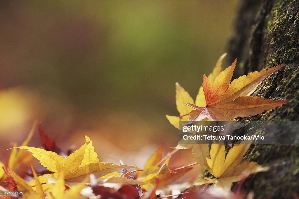 Maple leaves, Japan