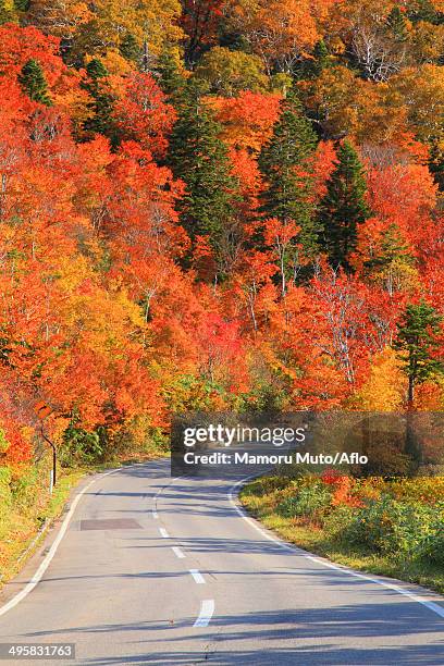 road and autumn trees, japan - autumnal forest trees japan stockfoto's en -beelden