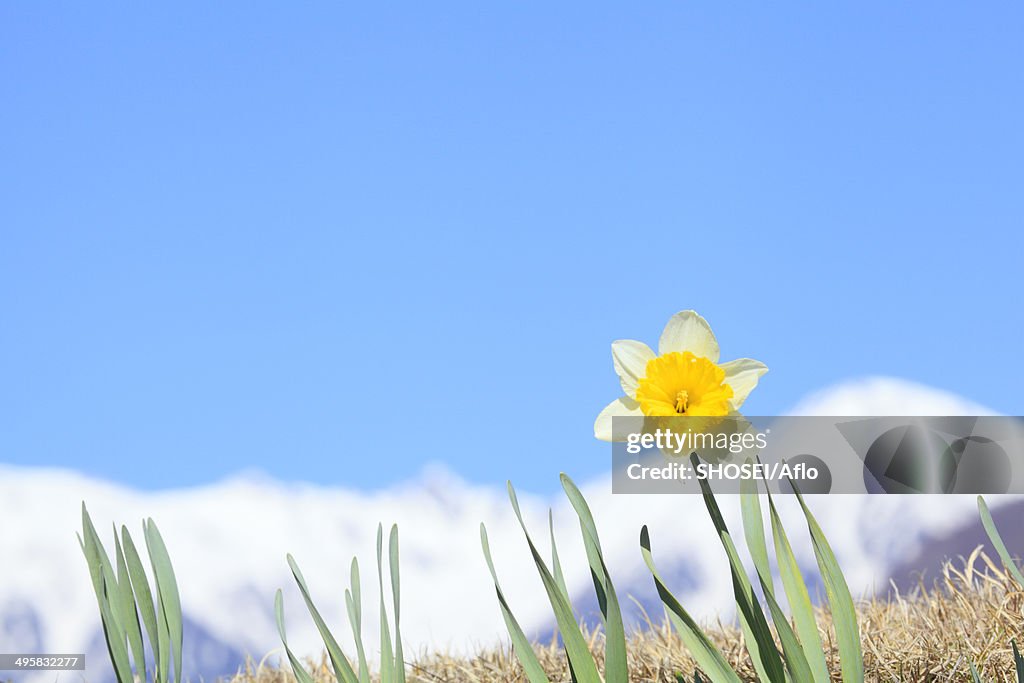 Narcissus and Central Alps in the background, Japan
