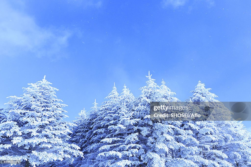Rimed trees, Japan