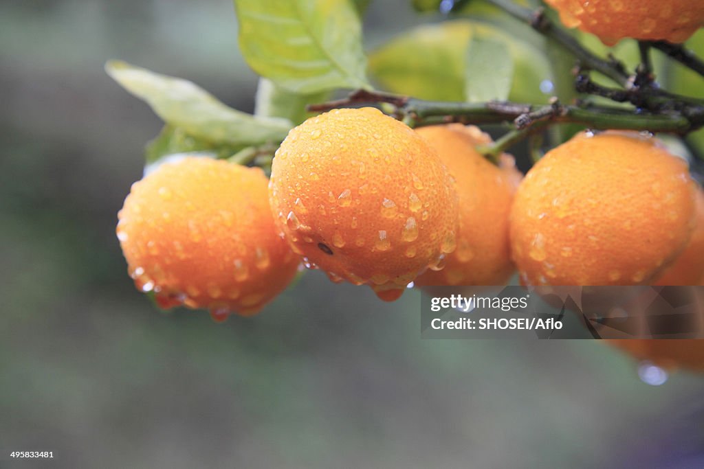 Tangerines, Japan