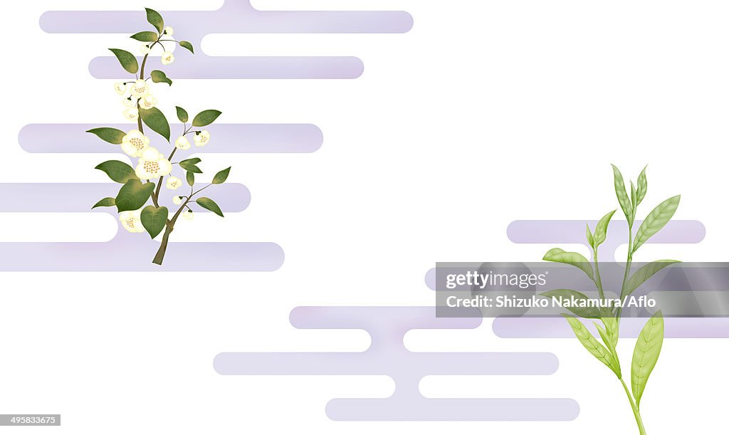 Tea leaves and flowers, Japan