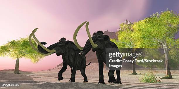 a rosy morning finds two woolly mammoths searching for better vegetation to eat. - holozän stock-grafiken, -clipart, -cartoons und -symbole