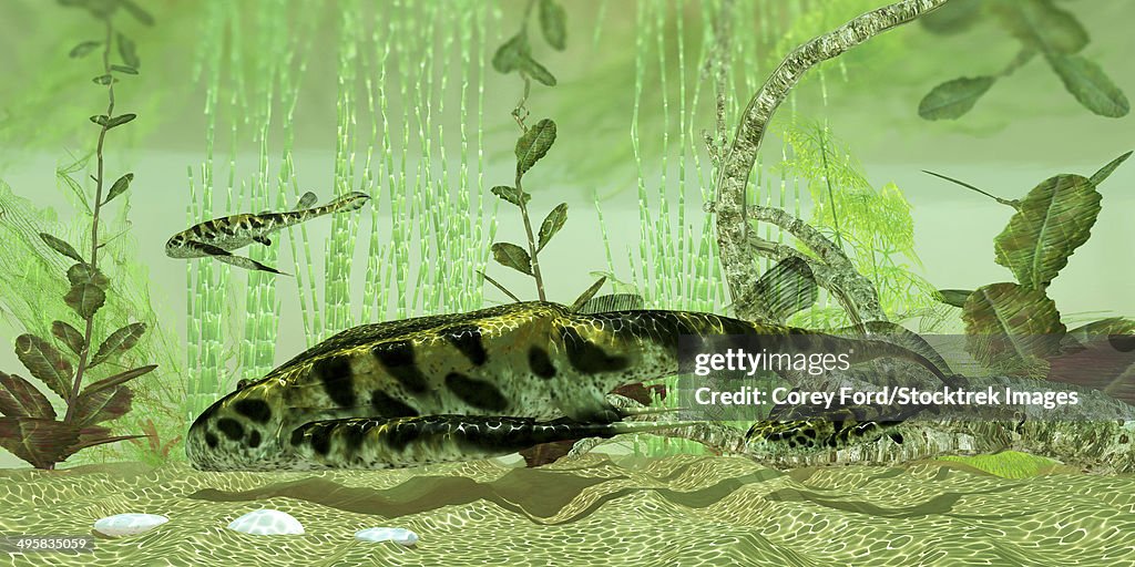 Bothriolepis, a freshwater bottom feeder found in rivers and lakes in the Devonian Period.