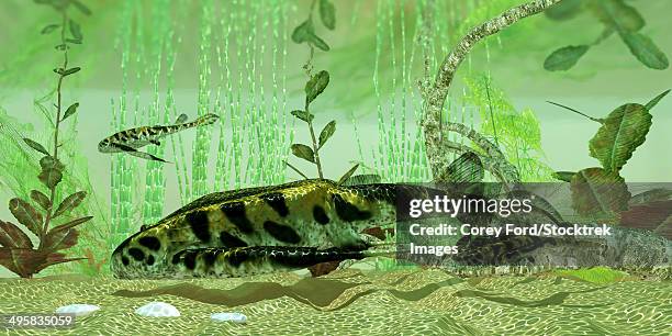 bothriolepis, a freshwater bottom feeder found in rivers and lakes in the devonian period. - estuary stock illustrations