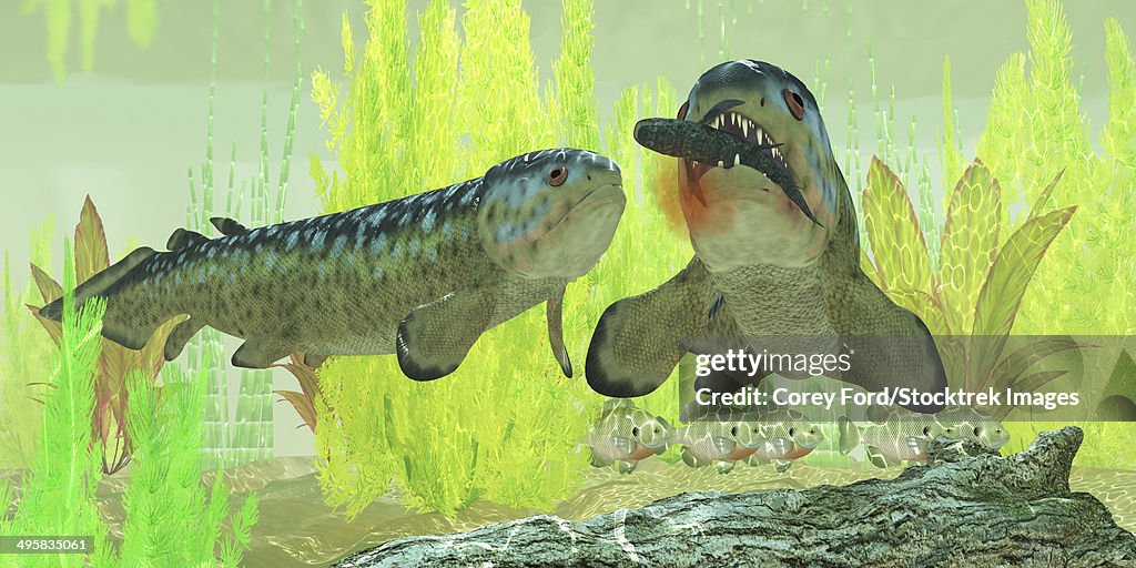 Rhizodus hibberti, an extinct group of Carboniferous predatory lobe-finned fish.