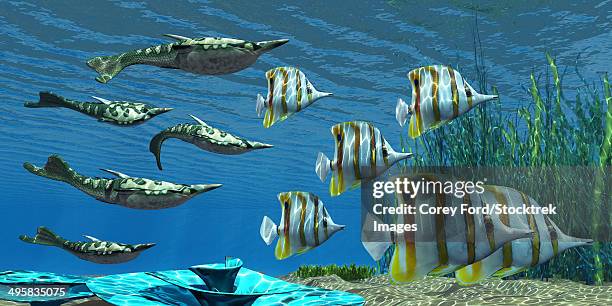 ilustraciones, imágenes clip art, dibujos animados e iconos de stock de pteraspis is an extinct genus of jawless ocean fish that lived in the devonian period, seen here with a group of chelmon butterflyfish. - butterflyfish