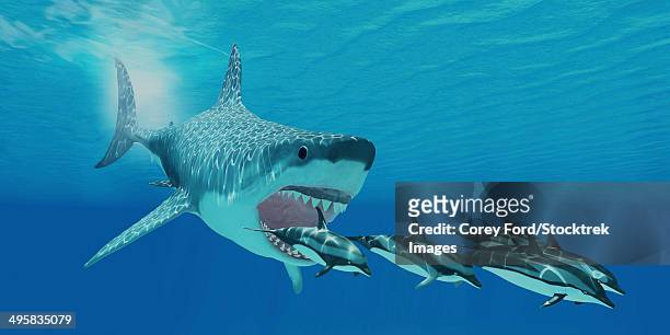 a huge megalodon shark swims after a pod of striped dolphins. - paläozoologie stock-grafiken, -clipart, -cartoons und -symbole