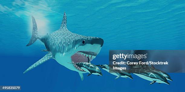 illustrazioni stock, clip art, cartoni animati e icone di tendenza di a huge megalodon shark swims after a pod of striped dolphins. - megalodon