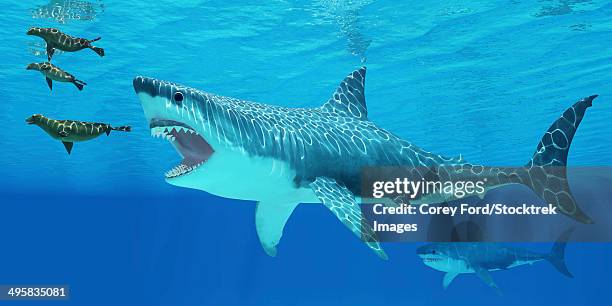 illustrazioni stock, clip art, cartoni animati e icone di tendenza di seals race to get away from a giant megalodon shark coming after them. - megalodon