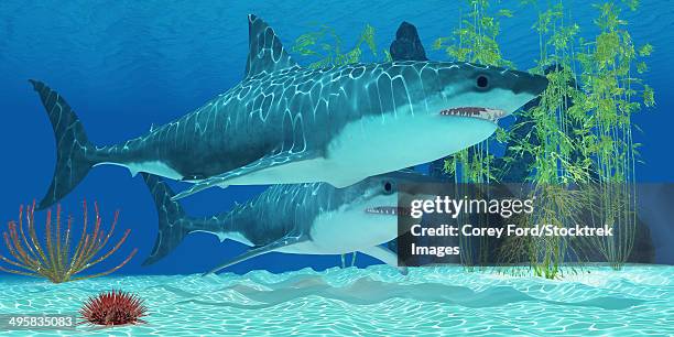 the megalodon is an extinct megatoothed shark from prehistoric seas and was 20.3 meters or 67 feet long. - megalodon stock illustrations