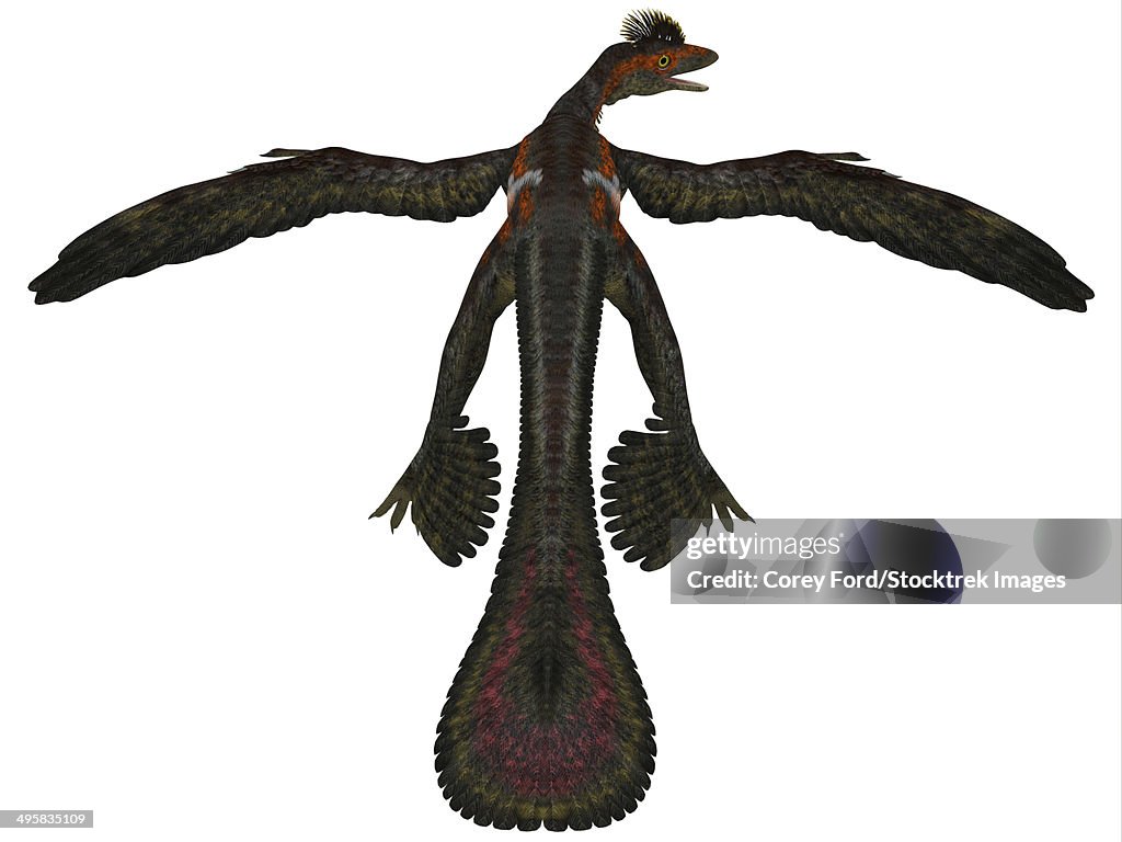 Microraptor was a flying dinosaur that lived during the Cretaceous Period of China.