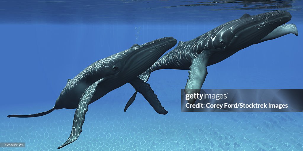 Two humpback whales come to the surface of ocean waters to breath.