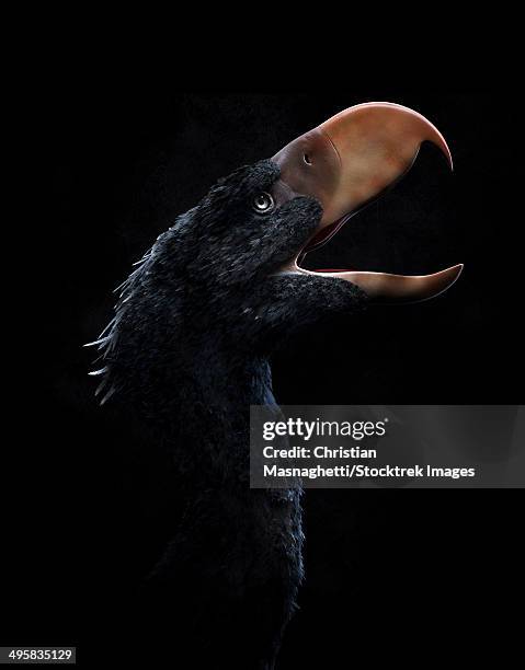 Predatory Ridable Birds Predatory Birds Photos and Premium High Res Pictures - Getty Images