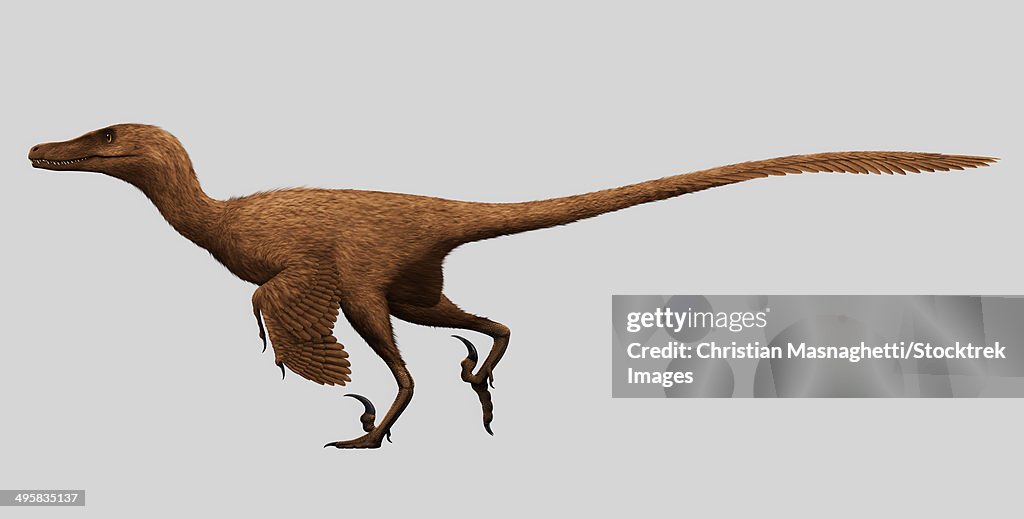 Velociraptor mongoliensis, mid-sized (2m long, 15kg) dromaeosaurid dinosaur from the late Cretaceous of Mongolia.