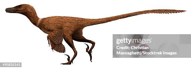 velociraptor mongoliensis, mid-sized (2m long, 15kg) dromaeosaurid dinosaur from the late cretaceous of mongolia. - velociraptor stock-grafiken, -clipart, -cartoons und -symbole