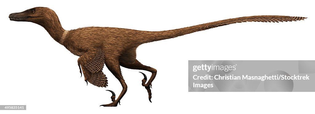 Velociraptor mongoliensis, mid-sized (2m long, 15kg) dromaeosaurid dinosaur from the late Cretaceous of Mongolia.