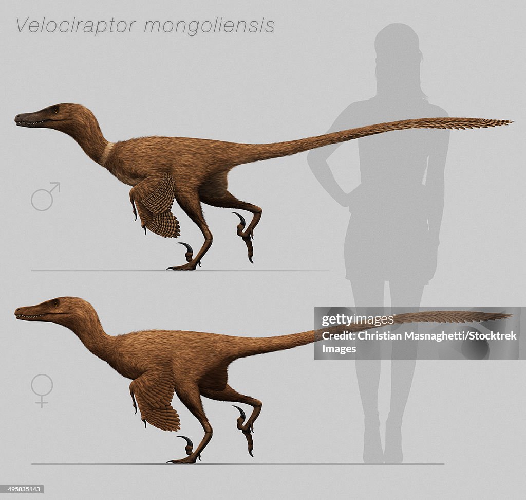 Velociraptor mongoliensis, mid-sized (2m long, 15kg) dromaeosaurid dinosaur from the late Cretaceous of Mongolia.
