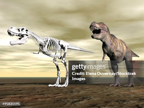 Comparison of Tyrannosaurus Rex standing next to its fossil skeleton. Comparison of Tyrannosaurus Rex standing next to its fossil skeleton.