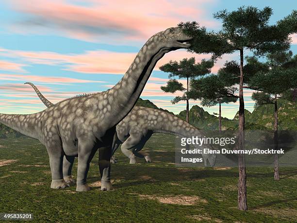 argentinosaurus dinosaur grazing on treetops. - argentinosaurus stock illustrations