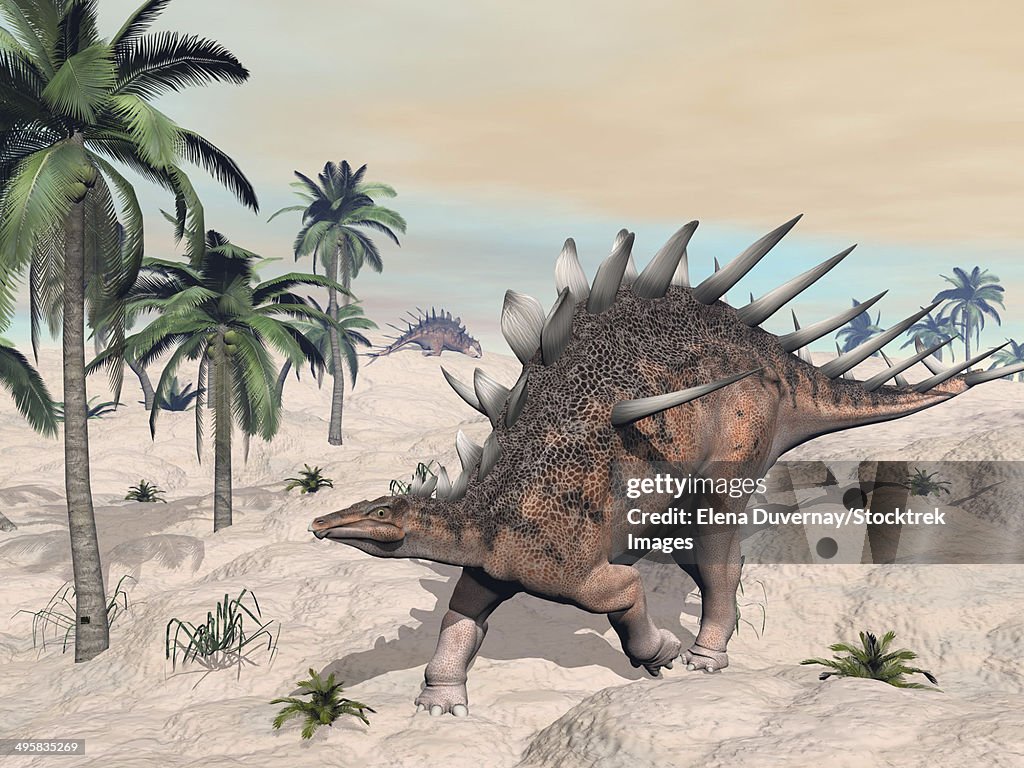 Kentrosaurus dinosaurs walking in the desert among palm trees.