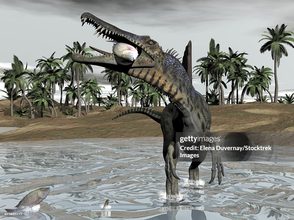 Spinosaurus dinosaur walking in water and feeding on fish.