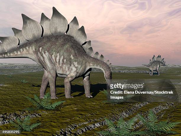 ilustrações, clipart, desenhos animados e ícones de stegosaurus dinosaurs grazing on plants. - scute
