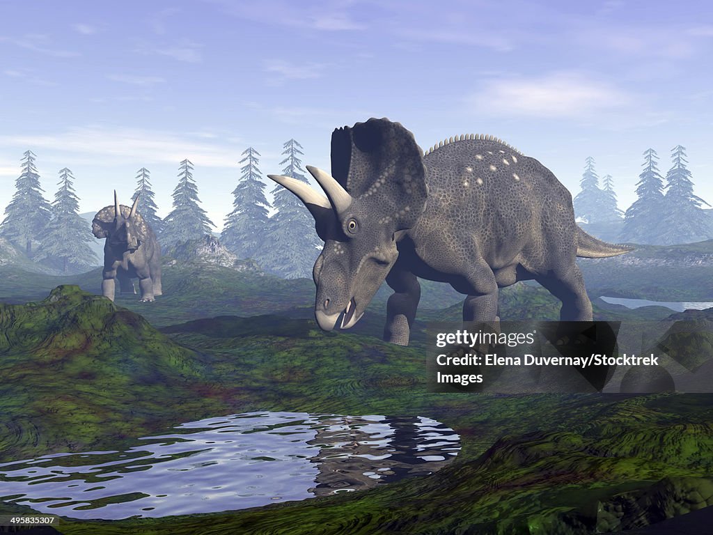 Two Nedoceratops dinosaurs walking to water puddle in the morning light.