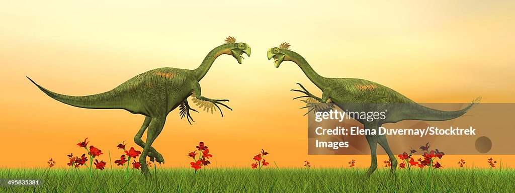 Two Gigantoraptor dinosaurs fighting on green grass by sunset.
