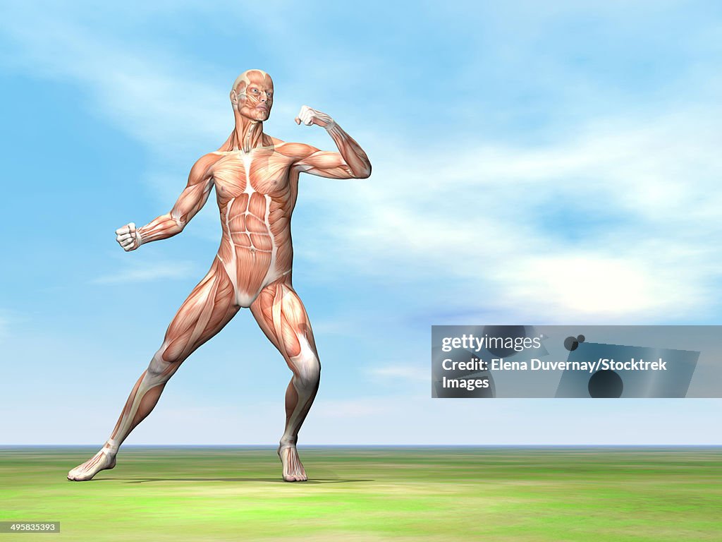Male musculature in fighting stance.