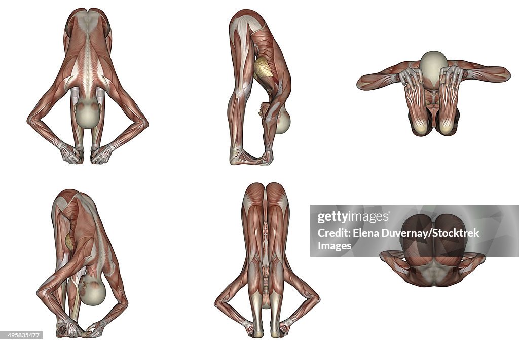 Six different views of big toes yoga pose showing female musculature, white background.