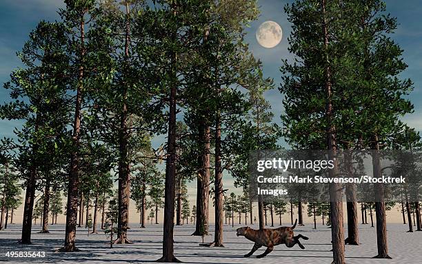 a lone sabre-tooth tiger running through a snow covered forest during earth's pleistocene epoch. - säbelzahnkatzen und scheinsäbelzahnkatzen stock-grafiken, -clipart, -cartoons und -symbole