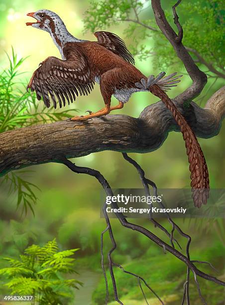 jeholornis prima perched on a tree branch during the early cretaceous period of china. - jeholornis stock illustrations