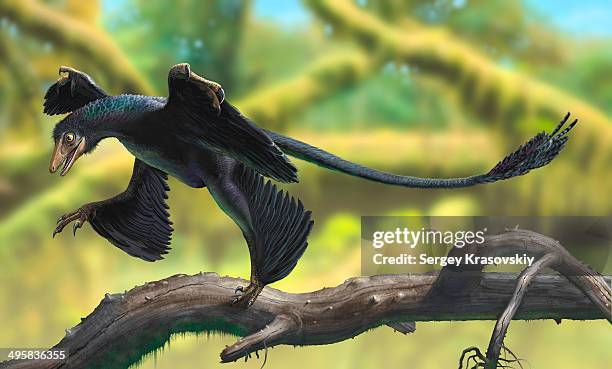 a microraptor perched on a tree branch. - microraptor stock illustrations