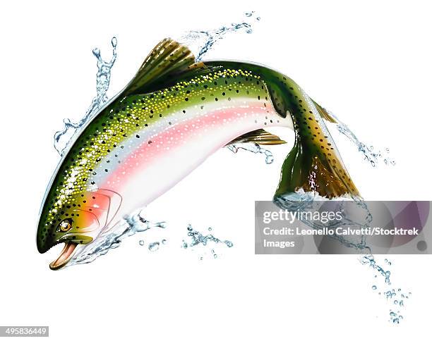 ilustrações, clipart, desenhos animados e ícones de a pink salmon jumping out of the water. airbrush illustration on white background. - aerografia