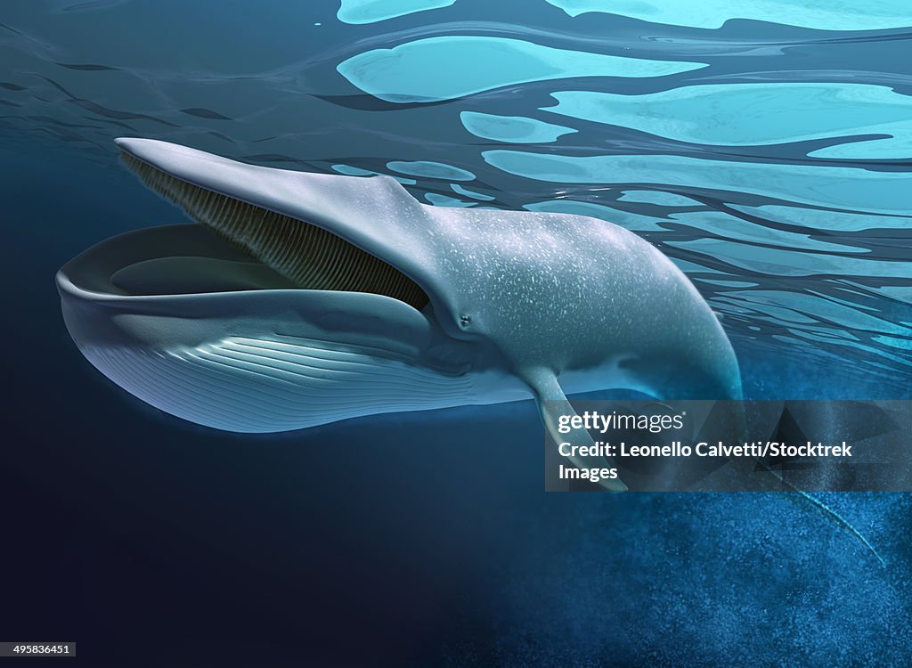 Blue whale swimming underwater with bubbles trail and caustics on water surface.