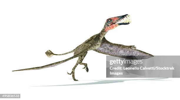 dorygnathus flying dinosaur on white background with drop shadow. - casque 3d stock illustrations