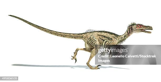 velociraptor dinosaur on white background with drop shadow. - velociraptor stock-grafiken, -clipart, -cartoons und -symbole