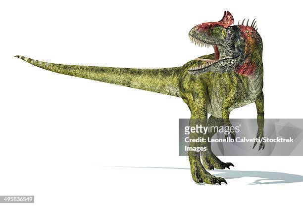 cryolophosaurus dinosaur on white background with drop shadow. - pointed foot stock illustrations