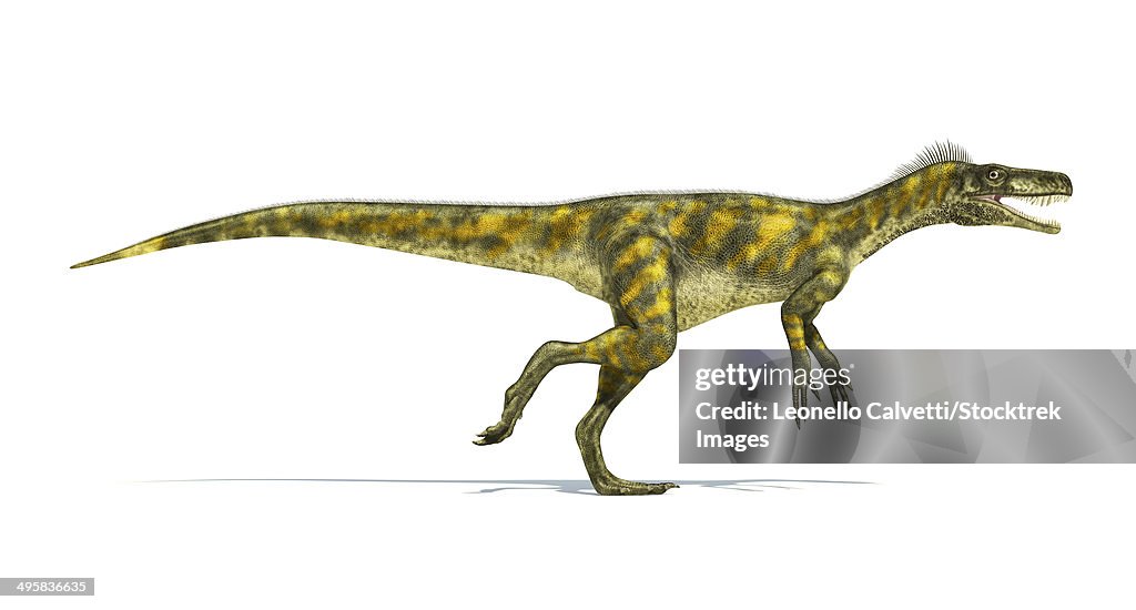 Herrerasaurus dinosaur on white background with drop shadow.