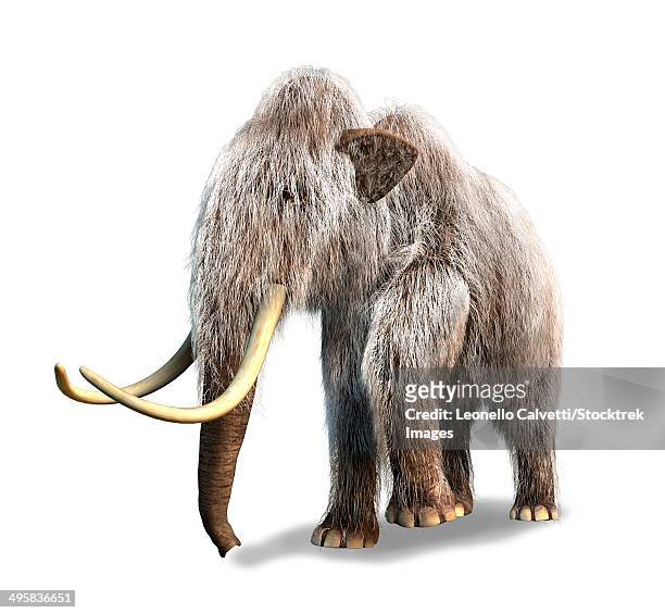 3-d rendering of a woolly mammoth, white background. - paläozoologie stock-grafiken, -clipart, -cartoons und -symbole