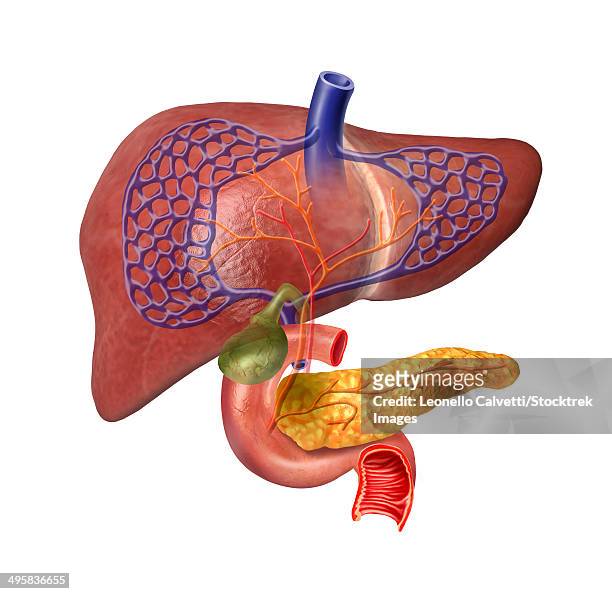 human digestive system showing pancreas, duodenum, gall bladder, veins and arteries, isolated on white background. - endocrine system stock-grafiken, -clipart, -cartoons und -symbole